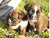 PoulaTo: boxer